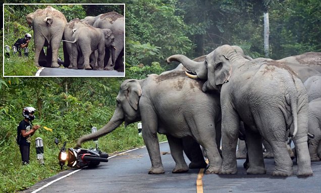 Thai Man Died after an Attack by a Herd of Elephants