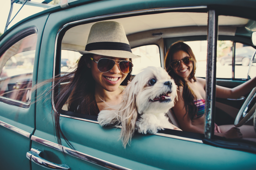 Advice for Taking Your Dog in the Car on Summer Vacation