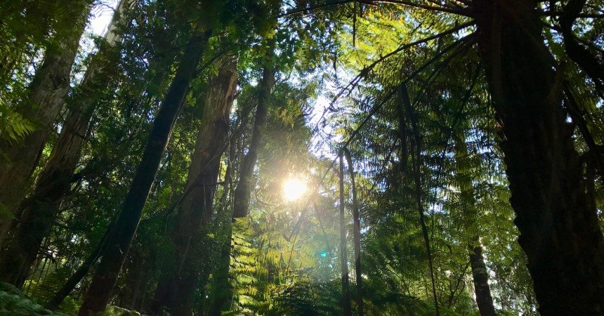 Record Area of Amazon Forest Deforested During the First Half of the Year